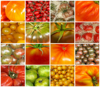 Les différentes variétés de tomates