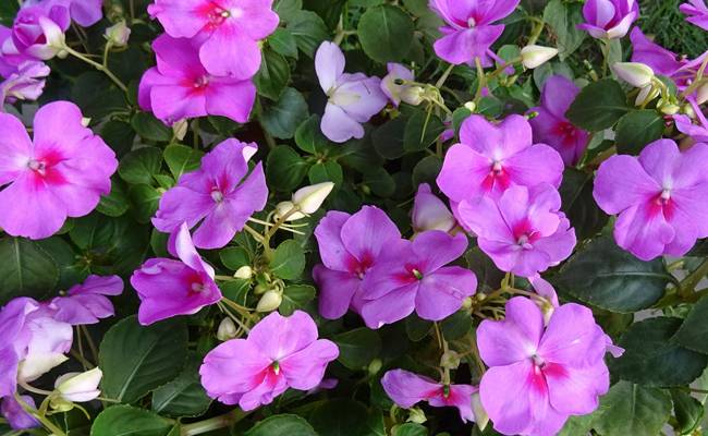Impatiens