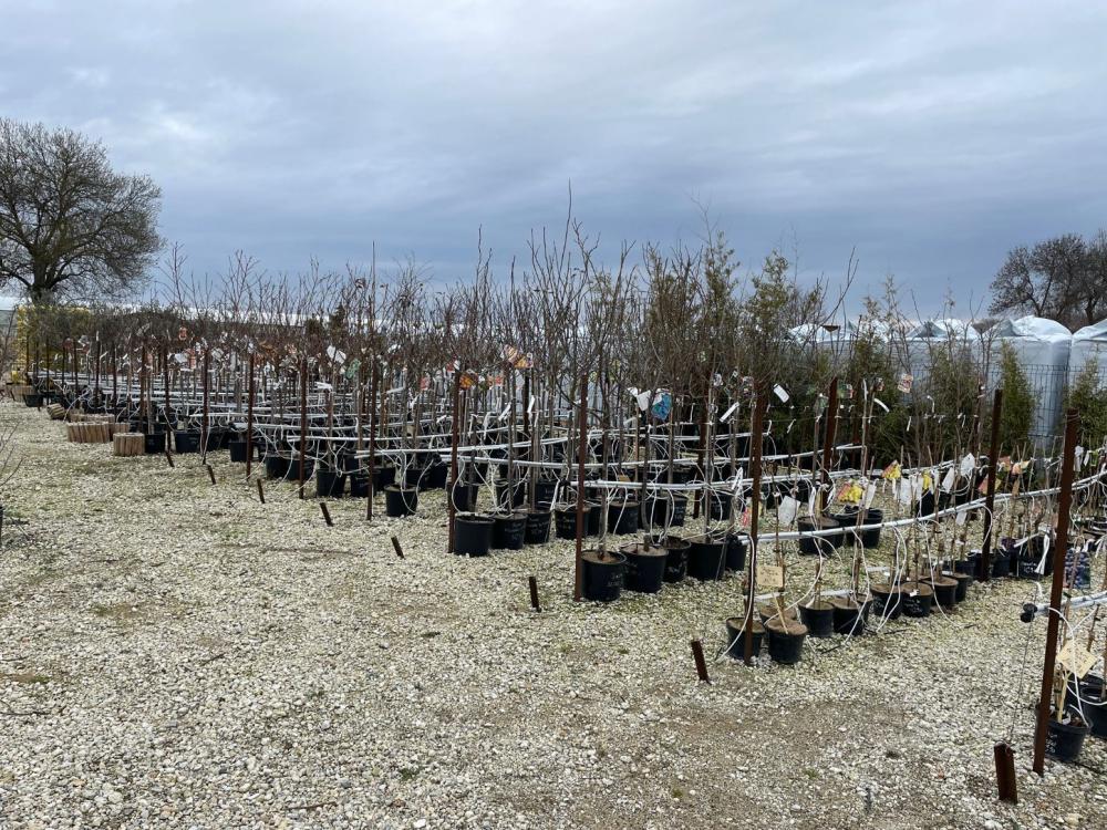 Nos arbres fruitiers