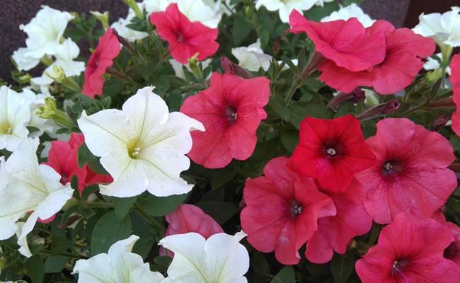 petunia-182047