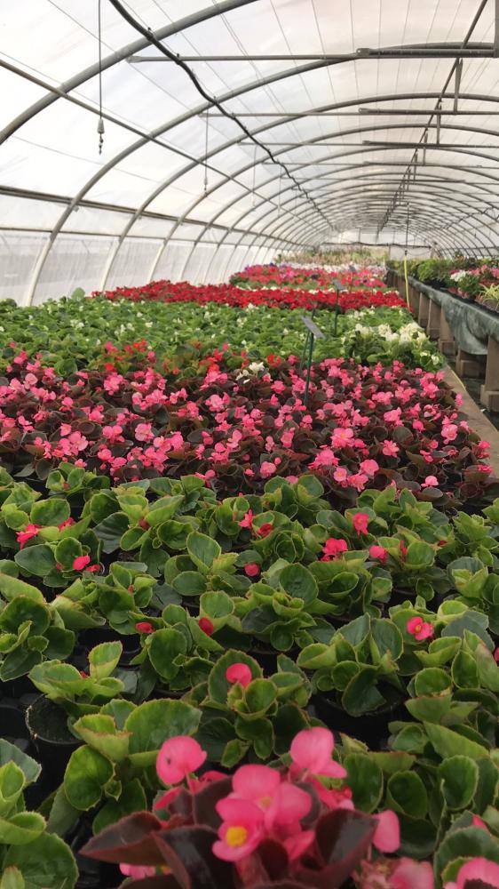 begonia