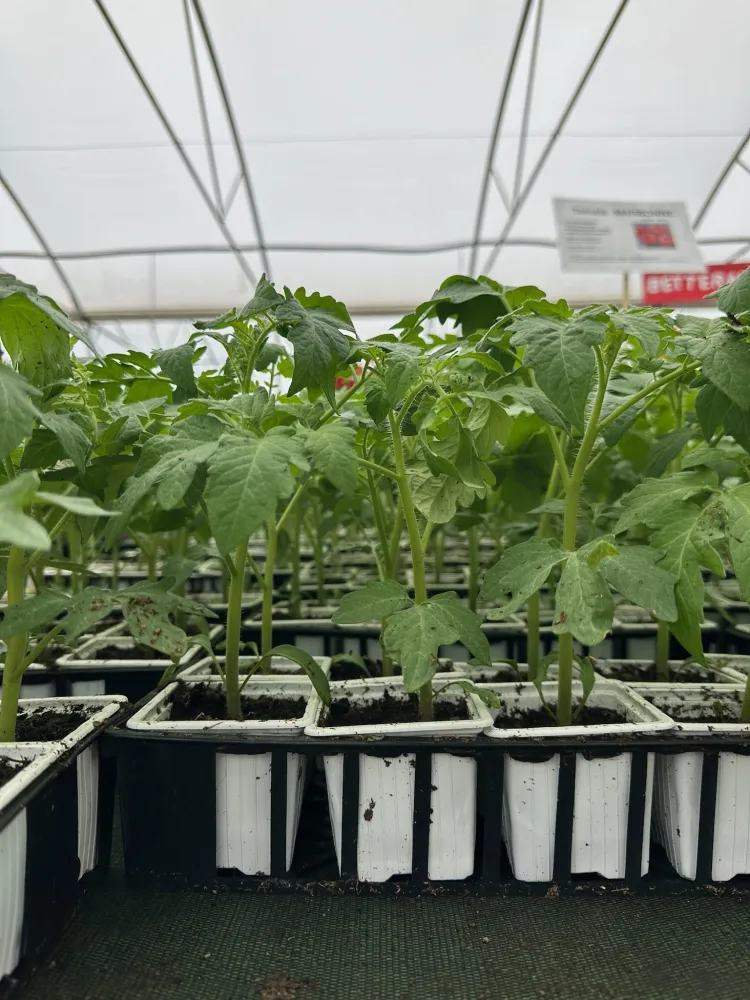 tomates_plant