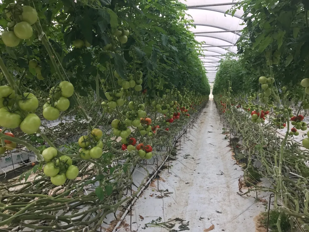 tomate_grande