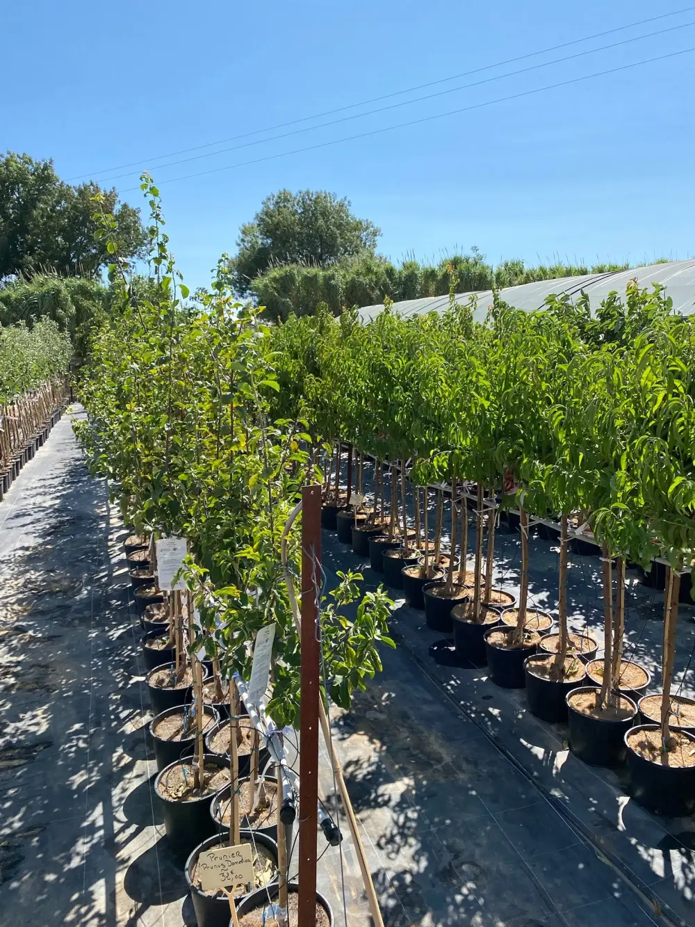 Nos arbres fruitiers